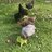 Chickenmomof6