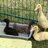 ILoveMyDogAndRunnerDucks