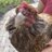 IwuvMyChickens