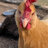 HomesteadDreamer