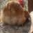 The Good Grumble