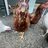 Chickwchicks22