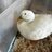 bellalovesducks