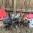 Johnsonflock