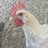 FlockofManyColors623