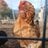 Chickenkeeper24