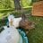 LoveyDuckies