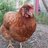 1 chick