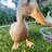 raynesducks