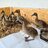 The Ducks of Supercow