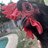 CrazyChickenLady35