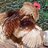 ilovemychickens2000