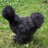 Silkie Queen