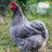 chickensinthephilippines