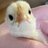 Cheekychook11