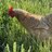 1loonychicken