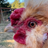 Silkies4everr