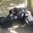 Australorp Chook