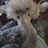 fluffybuttchickenhuttx