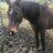 Gumby the gelding