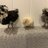 Baby chicken whisperer