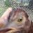 Quail_Guy
