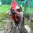 Clucking happy