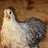 northchickens13