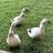 Soonerducks