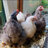 AmericanDwarfChicken