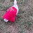Tako the duck