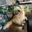 Desert_Chickadee