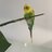 ride4birds