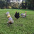 couplepekins