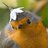 TokoBird
