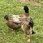 RogueRubbDuck22