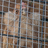 Wesleychicken68