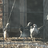 pearlbluebantam