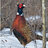 PheasantPlucker
