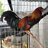 master breed gamefowl