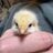 LoloCluckCluck