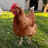 Zinnia Hens