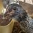 ColoradoChicken89