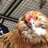 JoseyLikesFluffyChickens