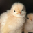 bumblychicken