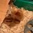 ilovemychickens2