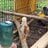 ChickenMamaRNx6