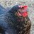 NewChickenMama3