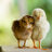 MyBabyHens