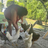 Chickenmoms